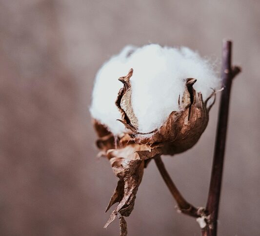 Il Cotone: Caratteristiche, Benefici e Perché Sceglierlo per Pigiami e Biancheria Intima